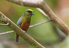 Olive-backed Euphonia